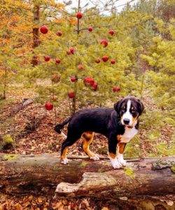 Appenzeller can also be used by beginners with the right approach. The best thing for Appenzelle ...