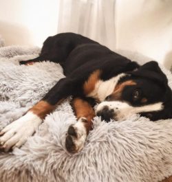 Appenzeller Sennenhund is able to guard the territory, bark at strangers. Ideal for keeping on a ...