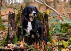 Appenzeller can be kept in a booth or aviary. Representatives of the breed need the attention of ...