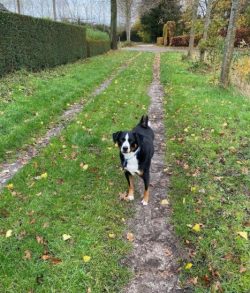 There should be no plaque on the ears of a healthy Appenzeller dog, but for prevention, you can  ...
