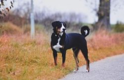 Appenzeller lives on average 12-14 years. With a medium size, this is a good indicator. In addit ...