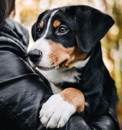 Introduce Appenzeller Sennenhund to other dogs on the walk, to your friends and acquaintances. T ...