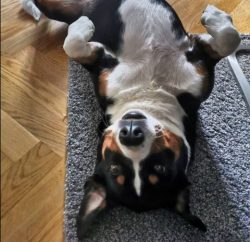 Use the goodies as an Appenzeller Sennenhund promotion. You can visit a dog school, where compet ...
