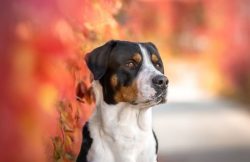 For the good development and functioning of the digestive system, Appenzeller Sennenhund’s ...