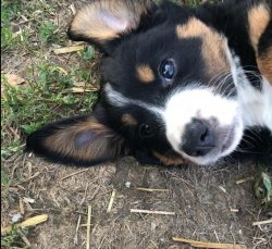 It is believed that the Appenzeller originated from the crossing of Molossians and northern dogs ...