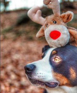 The Appenzeller Sennenhund has a lot of energy and strength. From the beginning of their existen ...