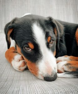 In dog sports, the Appenzeller is able to realize the need for movement, to show the agility and ...