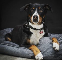 The character of the Appenzeller Sennenhund has been shaped over the centuries by serving the vi ...