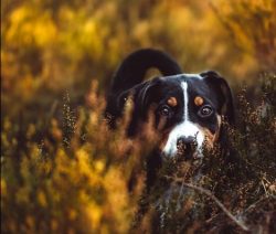 Appenzeller is distinguished by their stamina and cheerful temperament. There was no one to tink ...