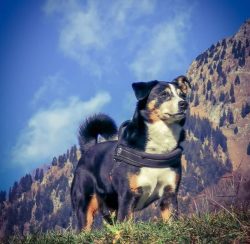 The Appenzeller Sennenhund often has to spend harsh alpine winters in the yard, nature has rewar ...