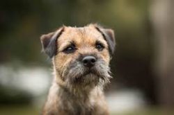 The Border Terrier is a very natural dog that requires minimal grooming. They shed the coarse ou ...