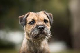 The Border Terrier is a very natural dog that requires minimal grooming. They shed the coarse ou ...