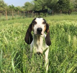 The Ariegeois is one of those 19th-century French hounds that make up the country’s nation ...