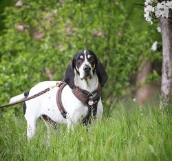 Ariegeois is a true intellectual among French hounds. These calm, balanced dogs rarely bark and  ...