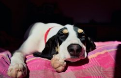 Ariegeois treats children with affection and love. But leaving the dog alone with the kids is st ...
