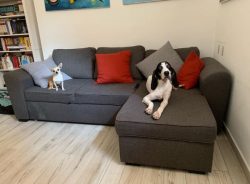 The Ariegeois has a short coat that does not require careful maintenance. It is enough to wipe t ...