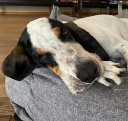 Ariegeois is a hound dog. Usually, dogs of this breed give birth to families living outside the  ...