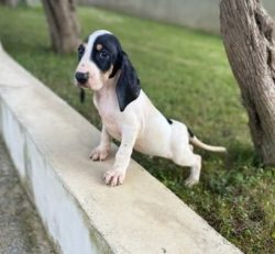Ariegeois are hardy, intelligent, and hardy dogs, making them an excellent hunting breed. They h ...