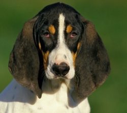 Due to their physical characteristics, the Ariegeois are renowned for their ability and obedienc ...