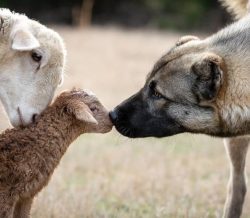 At home in Armenia, this dog is called the king of dogs, and this is not surprising, because few ...