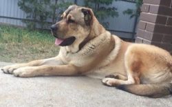 The first genuine mentions of Gampr dogs that have come down to us date back to the 1st millenni ...