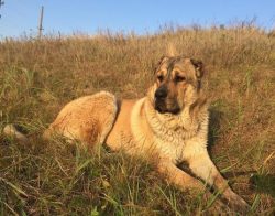 Judging by the finds of the bones, Gampr is a hybrid of a dog and a wolf, but initially, he was  ...