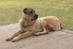 In ancient times, there was no specialization of breeds for service, herding, or hunting, theref ...