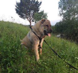 Today Gampras are much less known outside of Armenia than their close relatives, the Caucasian S ...
