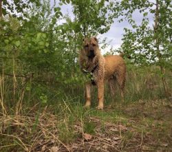 The Armenian Gampr is a large, powerful, but not loose dog that gives the impression of calm str ...