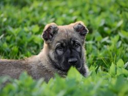 The ears of the Gampr dog are drooping, but most often they are cropped at an early age. The bac ...