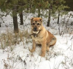 The paws of the Armenian Gampr dog are high, powerful, but not thick. The chest is wide. When la ...