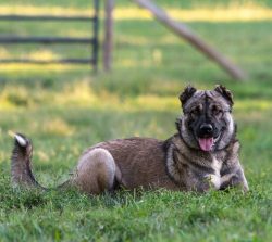 The wool of the Armenian Gampr dog is thick, dense, short, in shaggy Gampr closer to the Alabai  ...
