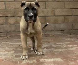 Historically, the Gampras were not so many pets as they simply coexisted with humans and practic ...