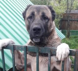 There is an opinion that the Armenian Gampr dog is not amenable to training, so it is better not ...