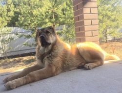 Armenian Gampr dogs are incredibly smart, but they will only obey the one they have recognized a ...