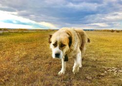 In the upbringing of a Gampr dog, the main stage is his “transitional age”, when he  ...