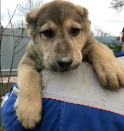 It is not worth artificially bringing up aggression in Armenian Gampr dog, because this is mainl ...