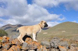 Gampras is very unpretentious and healthy dogs. They are not afraid of the influence of the exte ...