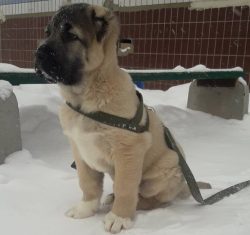 Since Gampras spend most of their life in nature, do not forget about treating dogs from parasit ...