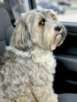 Dogs of the Tibetan Terrier breed, originally bred as companion dogs, are in great need of people. 