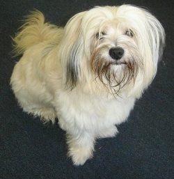 Before you get a Tibetan Terrier, think if you can provide such a dog with enough attention, car ...