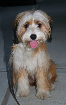 Tibetan Terriers are very friendly and intelligent, they can be quite sensitive. 