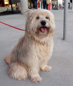 trusting, friendly relations with the Tibetan Terrier are established over time. 