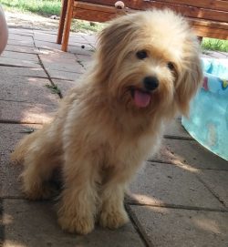 Tibetan Terriers mature later than most other dogs, so they need more careful and slow training. 
