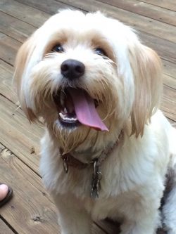 If you are patient and consistent in training, the Tibetan Terrier will eventually begin to full ...