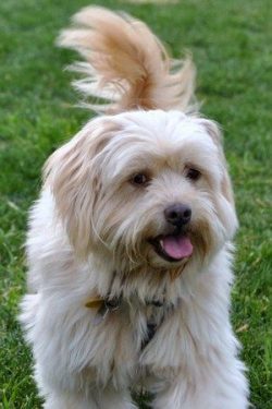 Due to the genetic predisposition of this breed to eye diseases, anyone who wishes to breed Tibe ...