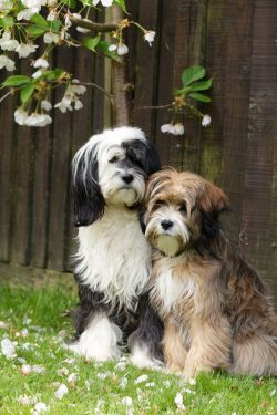 The Tibetan Terrier has a long, beautiful coat that requires a lot of grooming. 