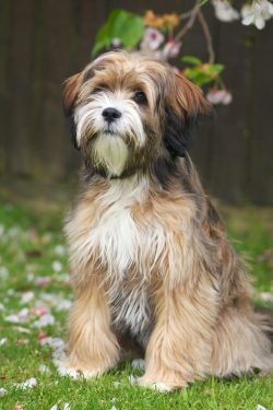Be prepared to brush your dog at least once every two or three days. 