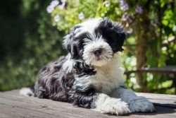 At this time, it is recommended to comb the dog every day, so that the animal’s hair does  ...