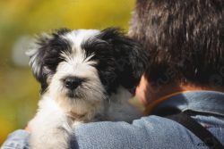 Lightly dampen your Tibetan Terrier coat with water before brushing. 